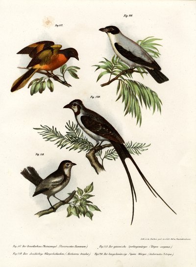 Scarlet Minivet by German School